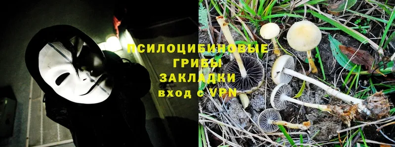 Псилоцибиновые грибы Psilocybine cubensis  Анжеро-Судженск 